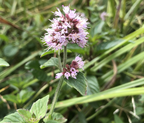 Menthe aquatique (Mentha aquatica) &copy; Nicolas Macaire / LPO